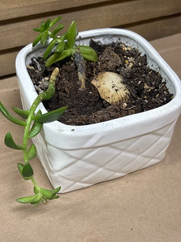 (C) LIVE Succulent Plant